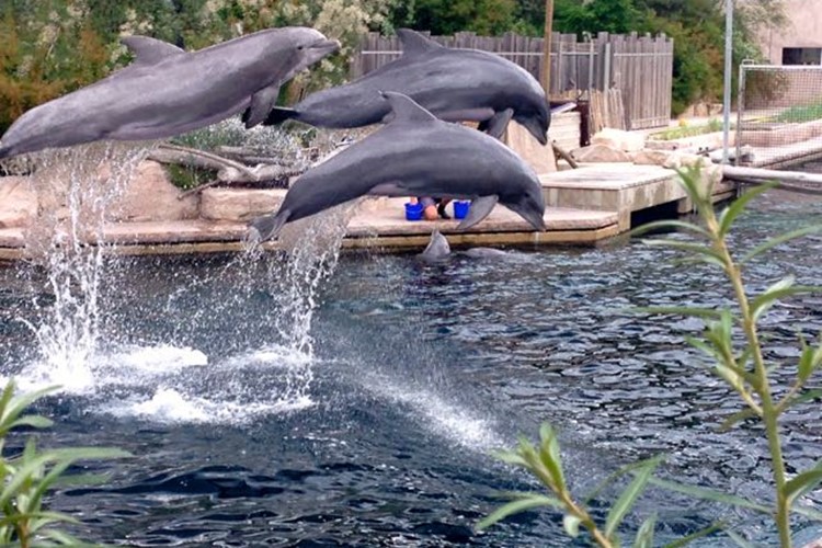 Delfíni v Norimberské ZOO 